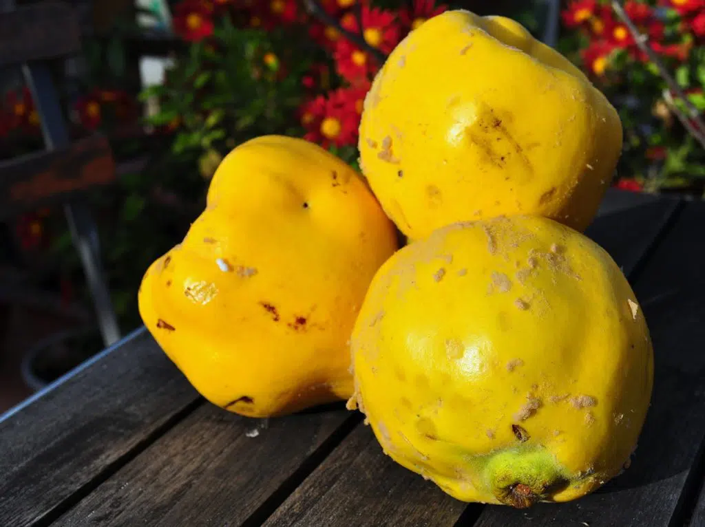 Quince, also known as Greece's golden apple