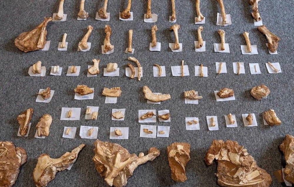 huesos de dos millones de años