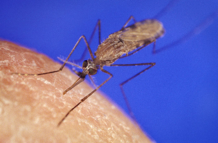 Malaria Mosquito 