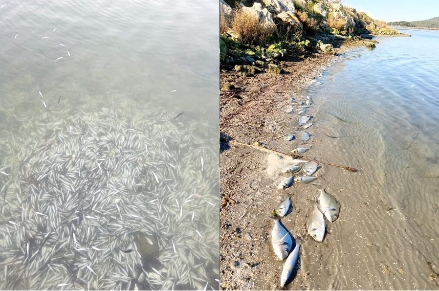 Fish Freeze to Death in Greece