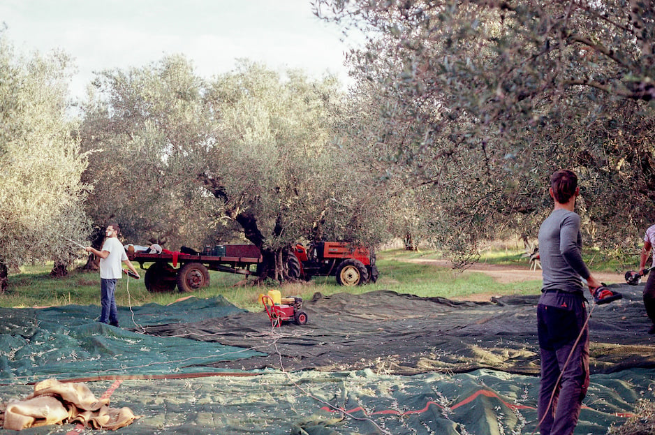 olive harvest greece