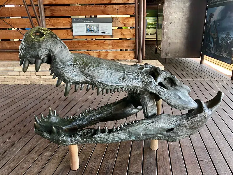 Crocodile fossil