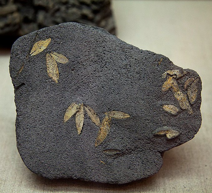 Fossilized olive leaves santorini