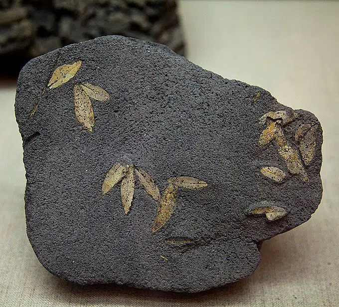 Fossilized olive leaves santorini