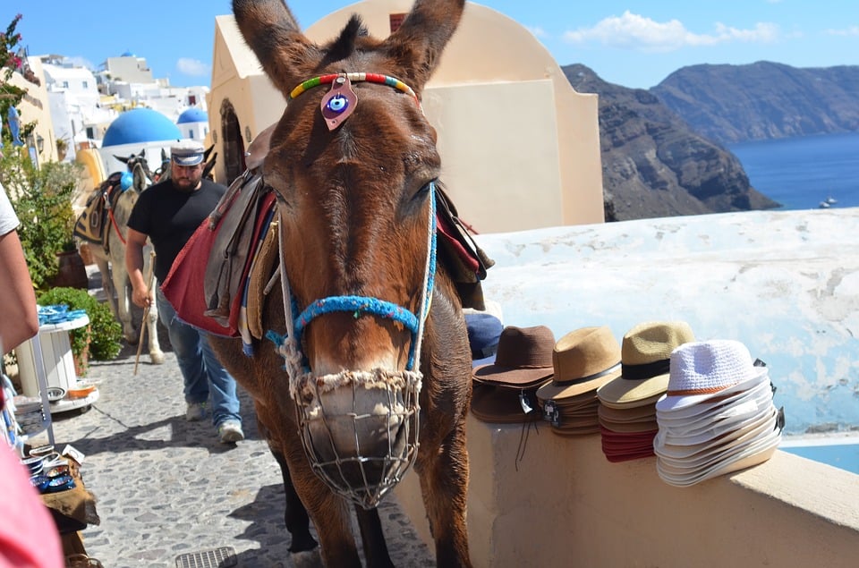 Santorini Mules and Donkeys Exploited for Profit