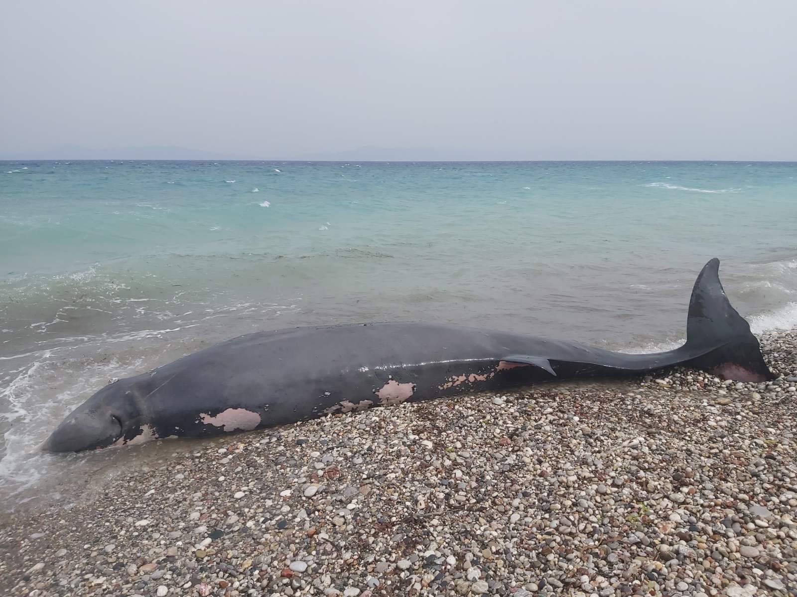 whale Greece plastic
