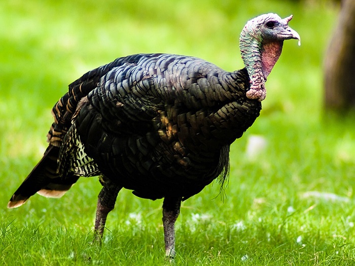 Turkey Bird Turkiye