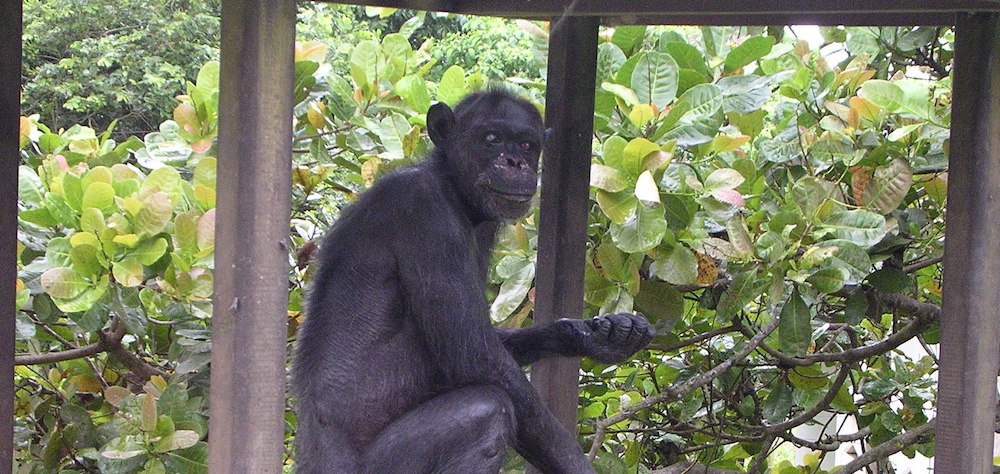 chimpanzee athens zoo