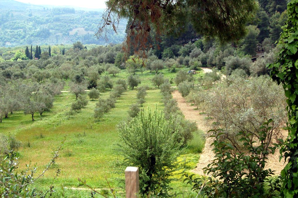 Ancient Olympia Olive tree Groves