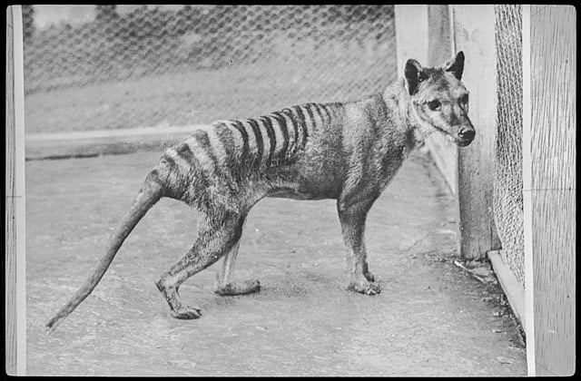 Tasmanian tiger thylacine