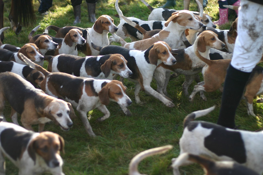 Beagle Dogs