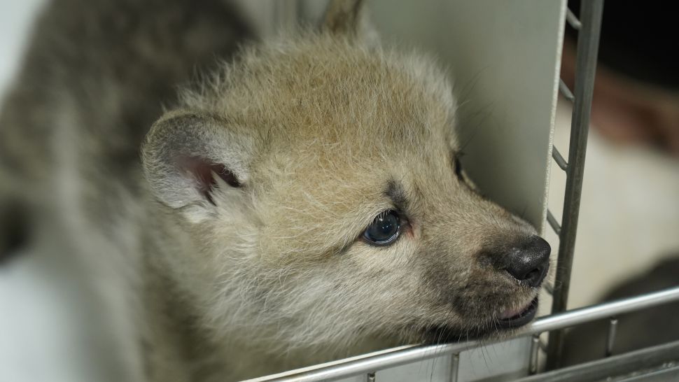 First Arctic wolf clone born in China
