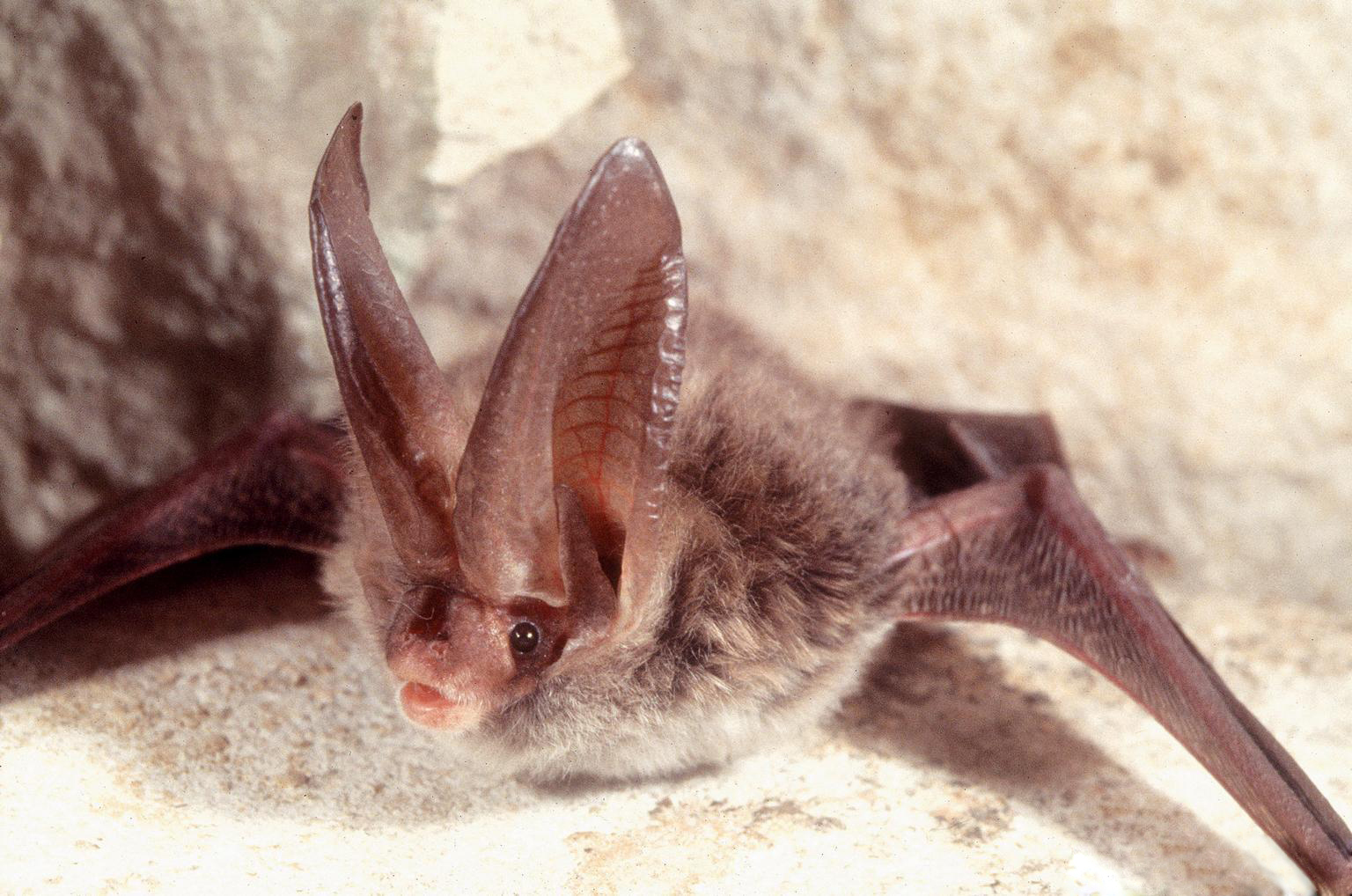Rafinesque big eared bat