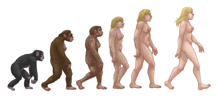 Human Ancestors chimps evolution