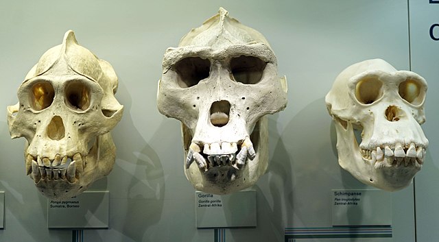 Human Ancestors chimps