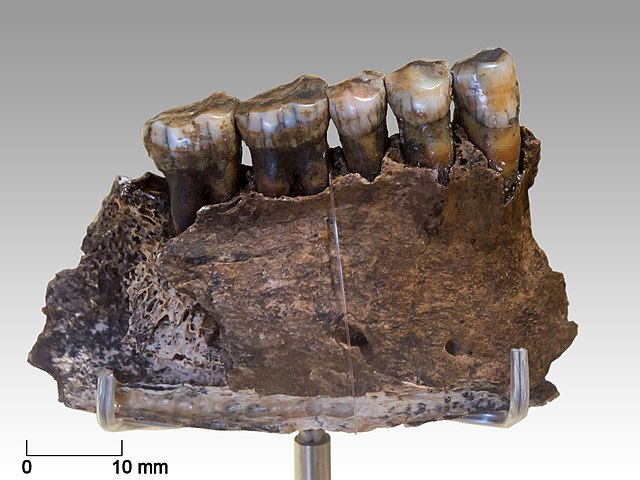 Chagyrskaya Cave Neanderthal mandible fragment