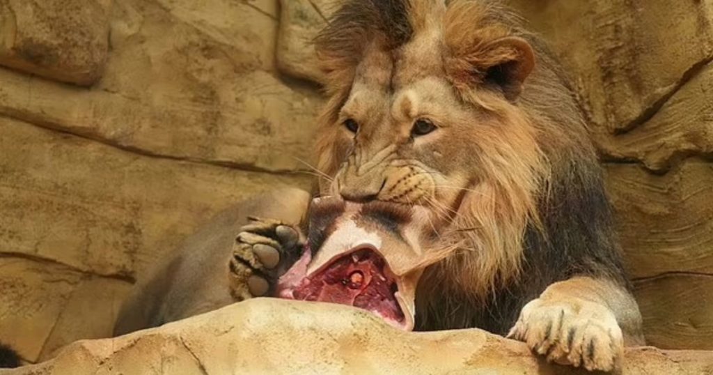 Lion eats a dead giraffe