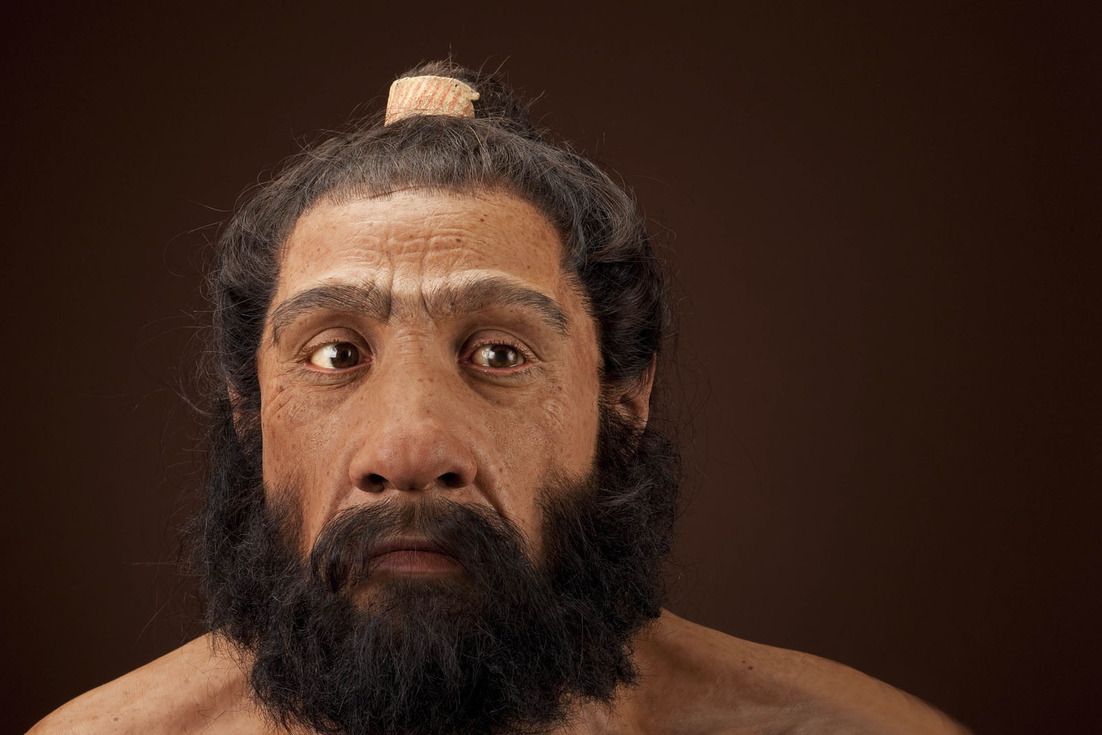 Homo Neanderthalensis Adult Male Reconstruction. Neanderthal