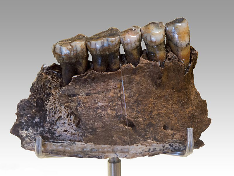 Neanderthal mandible fragment