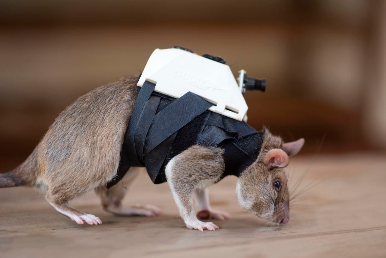 Rescue Rats backpack