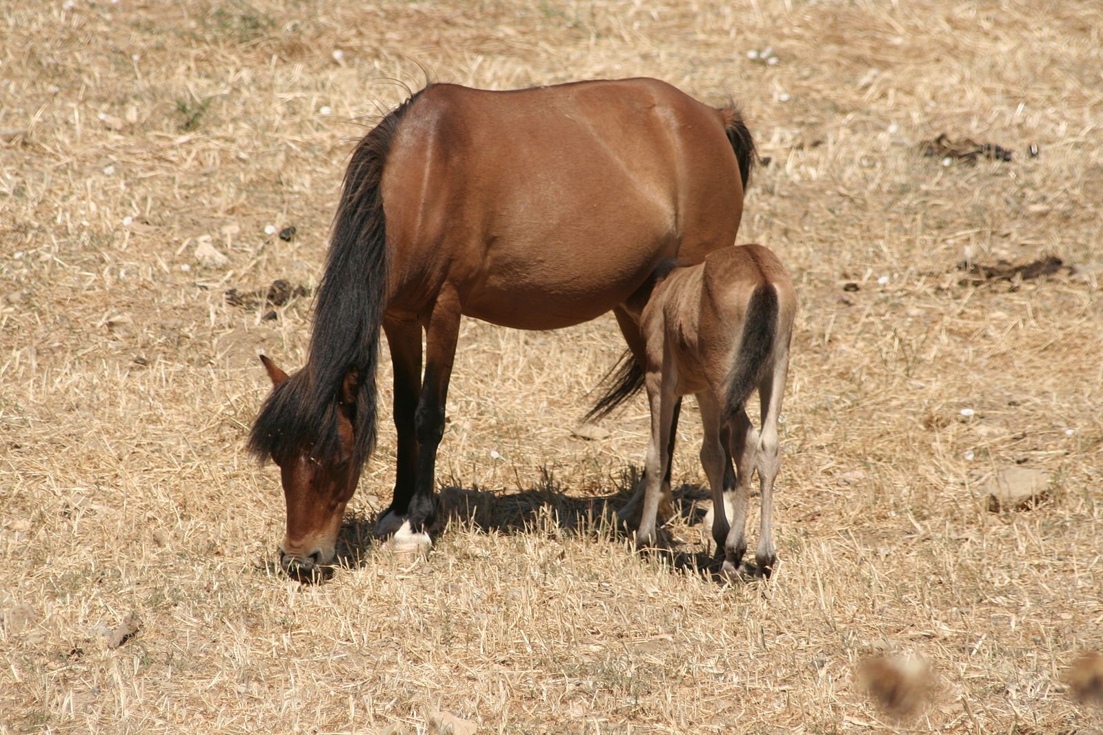 The Skyros pony