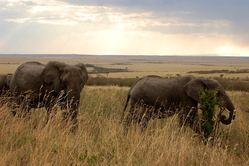 Wildlife elephants in Kenya