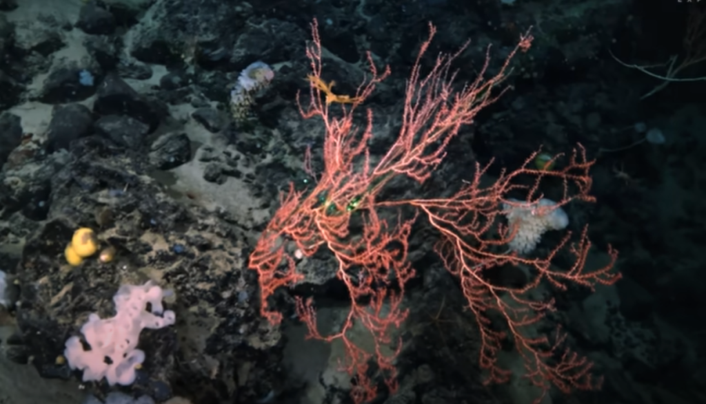 sponges, bamboo, and corals next to titanic shipwreck