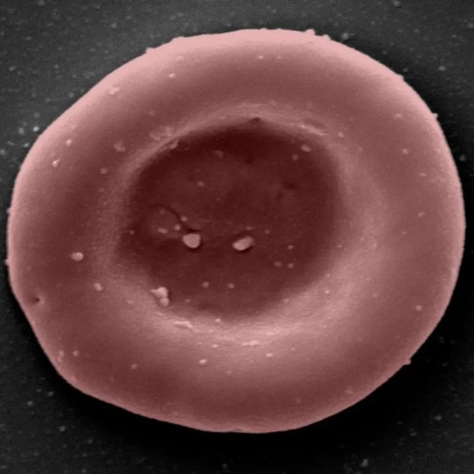 A laboratory grown red blood cell
