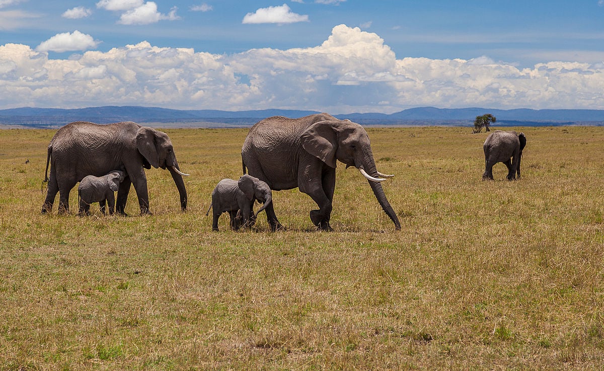 African elephants in Maasai Mara National Reserve – Kenya