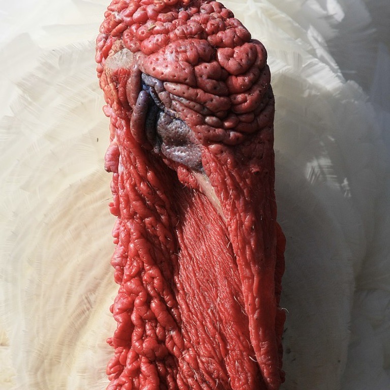 Thanksgiving: Domesticated Turkey