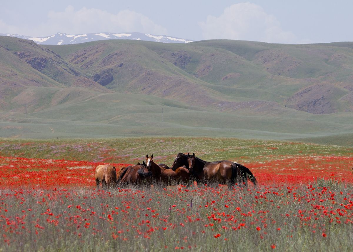 Horses Kazakhstan Eurasian Steppes