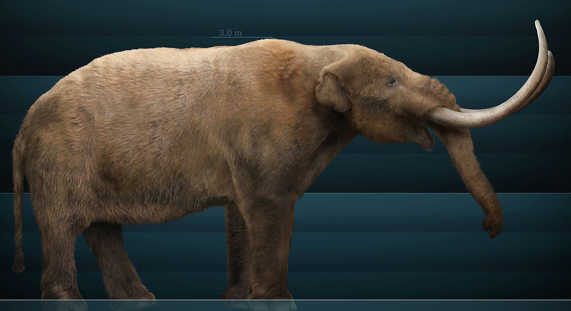 Restoration of an American mastodon