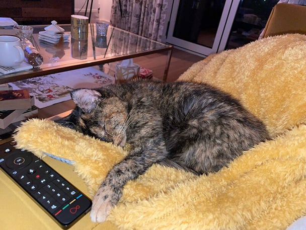 Oldest Cat flossie sleeping