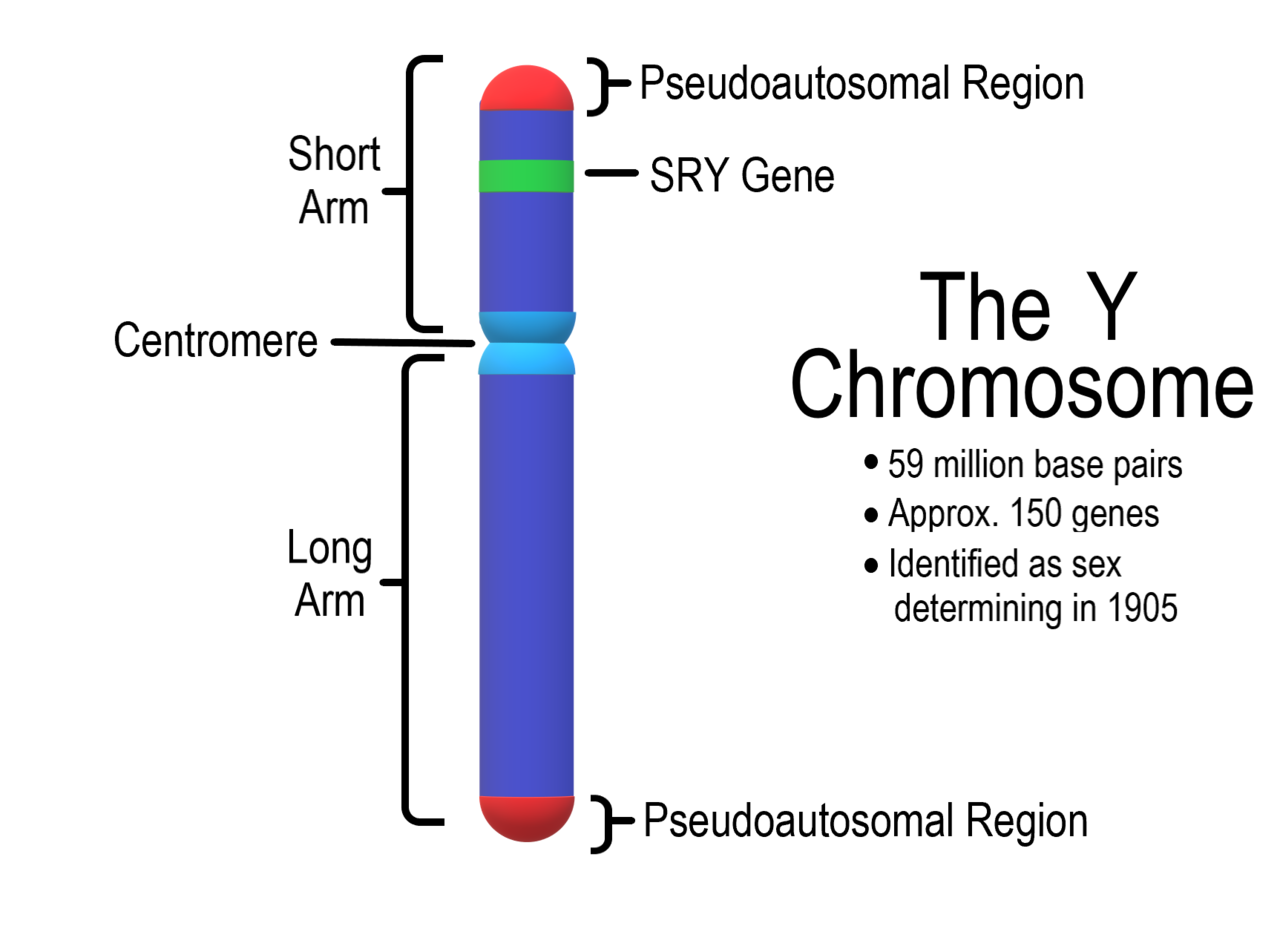 Y chromosome