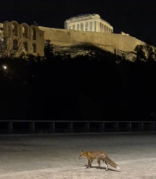 A Fox Pays a Surprise Visit to the Acropolis in Athens