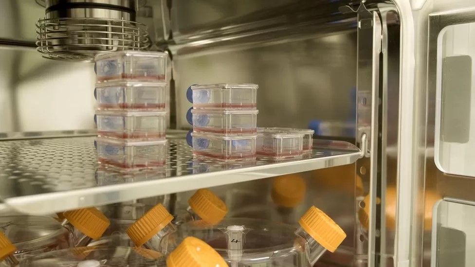 lab-grown blood kept in a facility