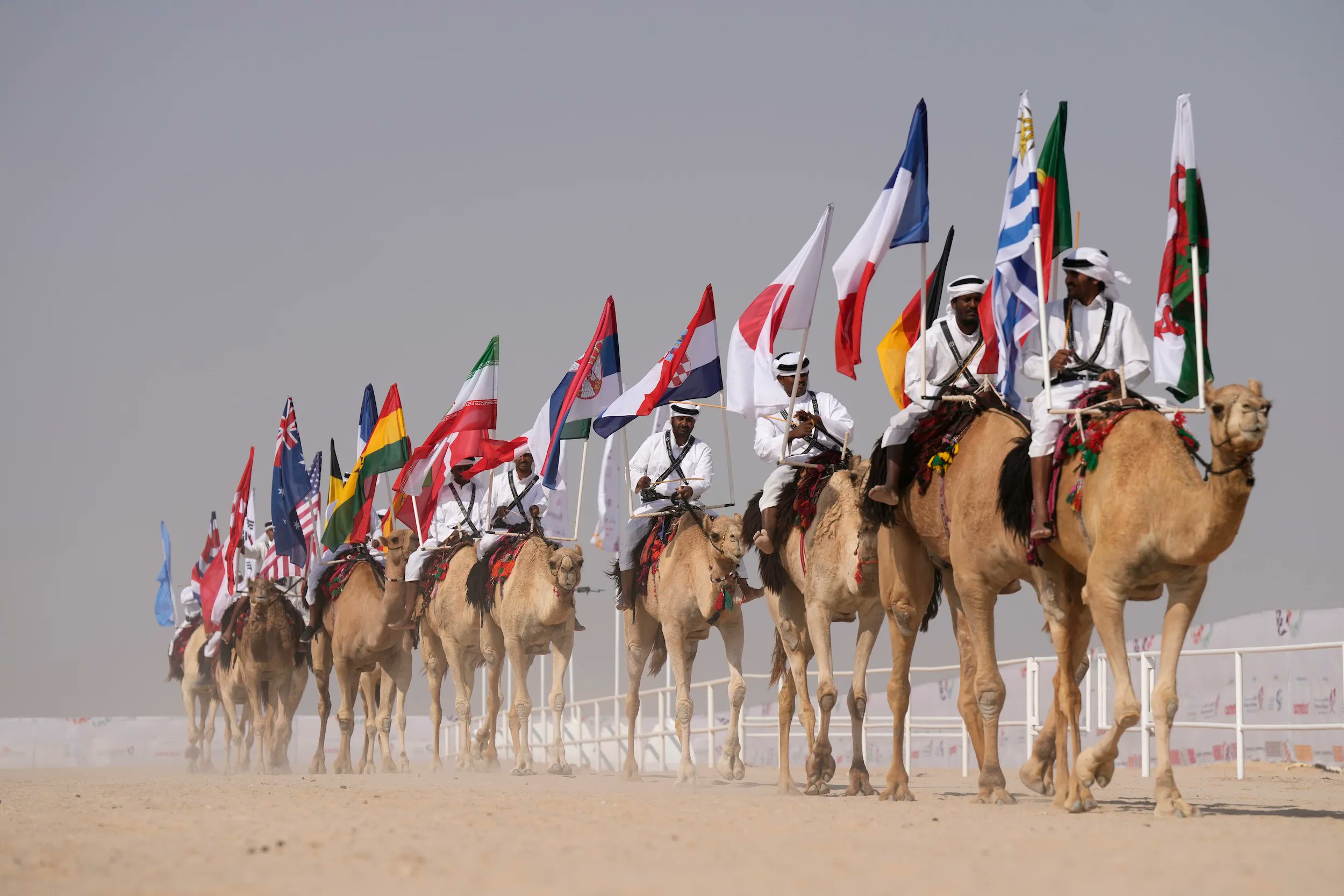 Camel pageant at World Cup Qatar