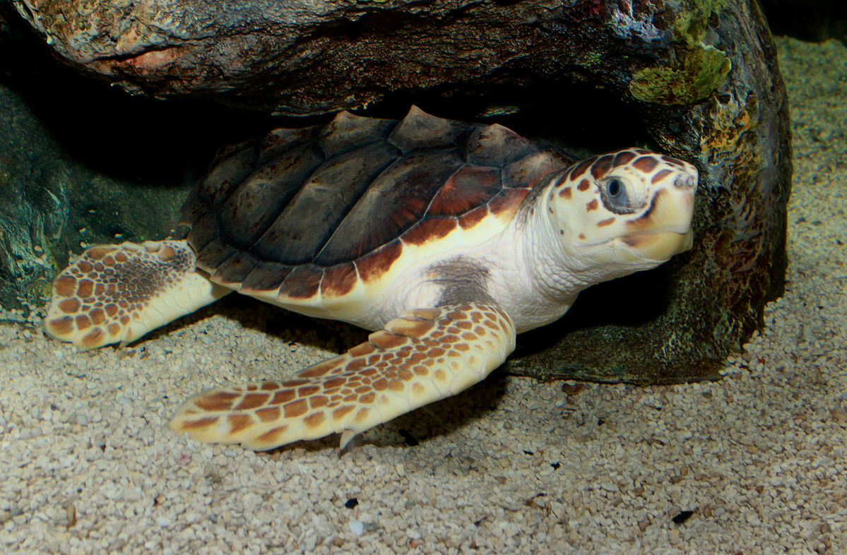 Loggerehead sea turtle