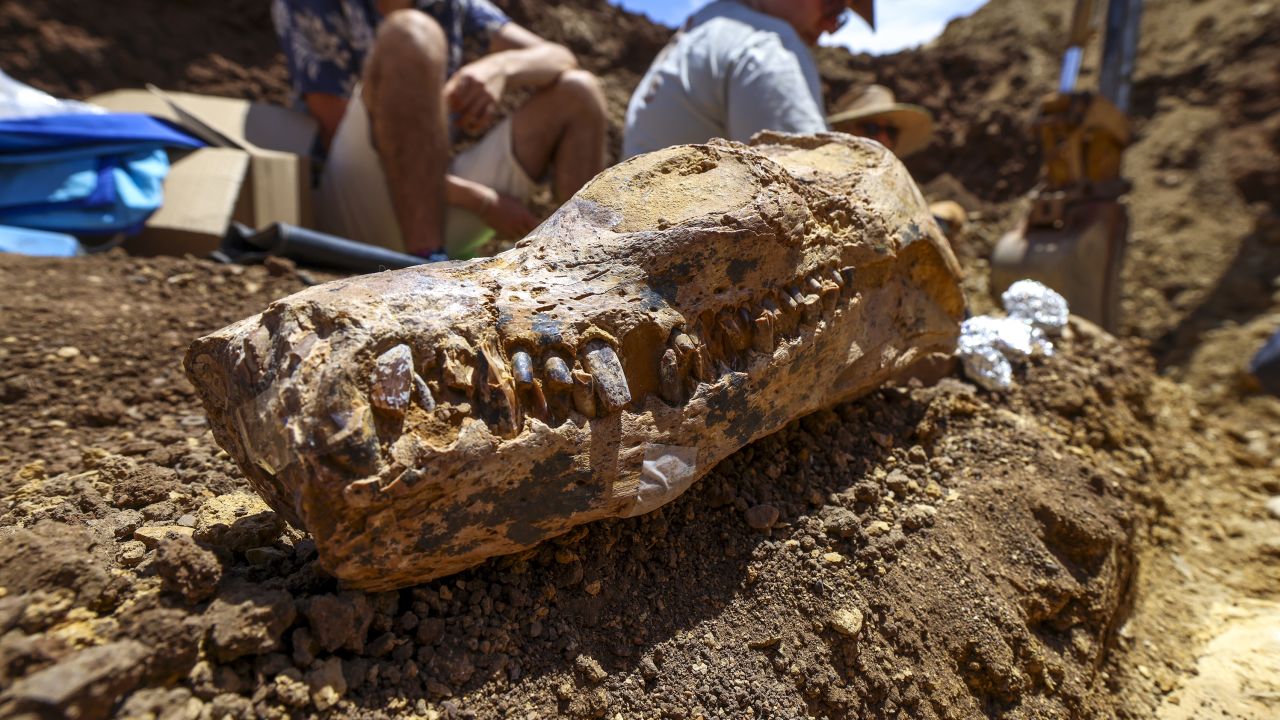 Skull form skeleton of the 100 million-year-old plesiosaur