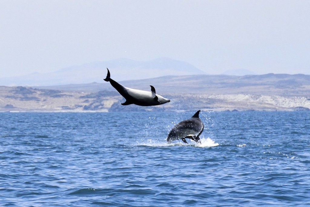 The Common Bottlenose Dolphins