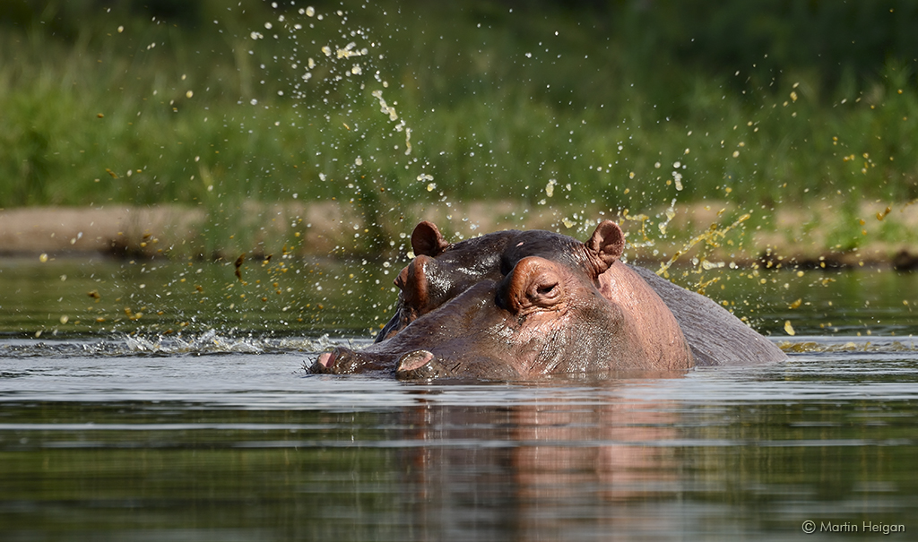 Hippopotamus in Lake 