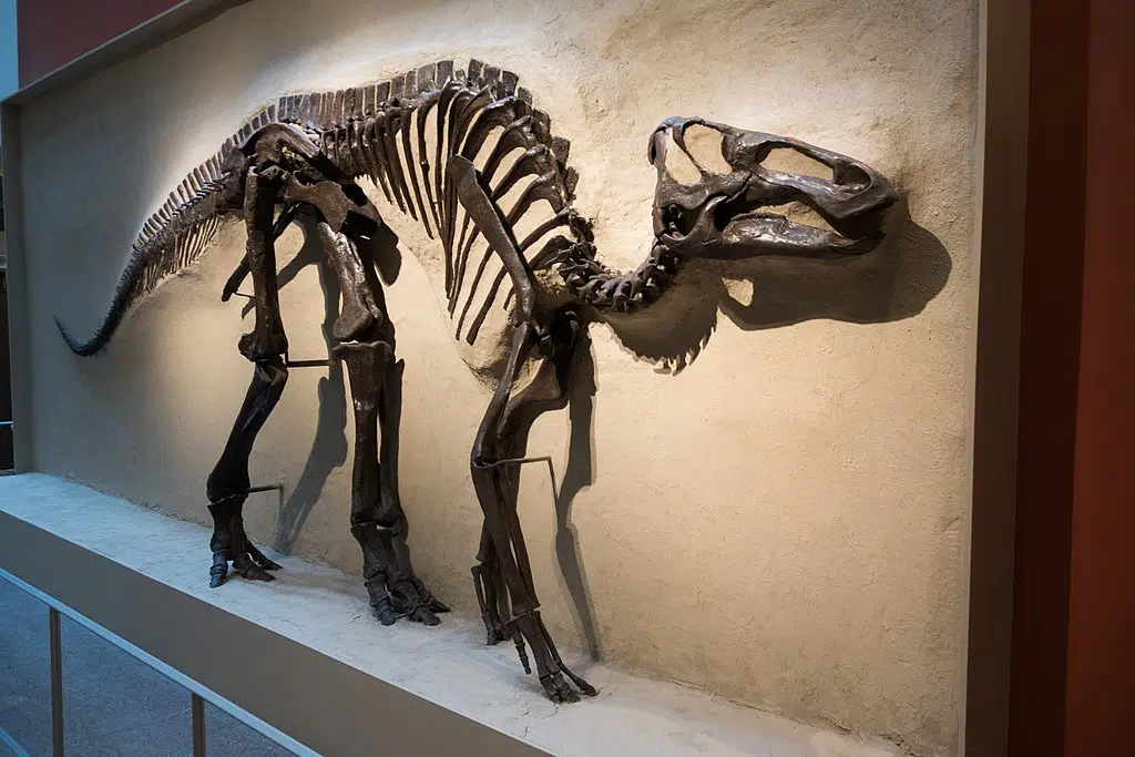 Four Dinosaur Species Found In Chile