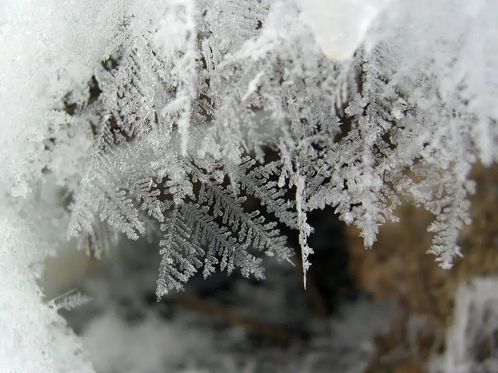 Feathery snow crystals