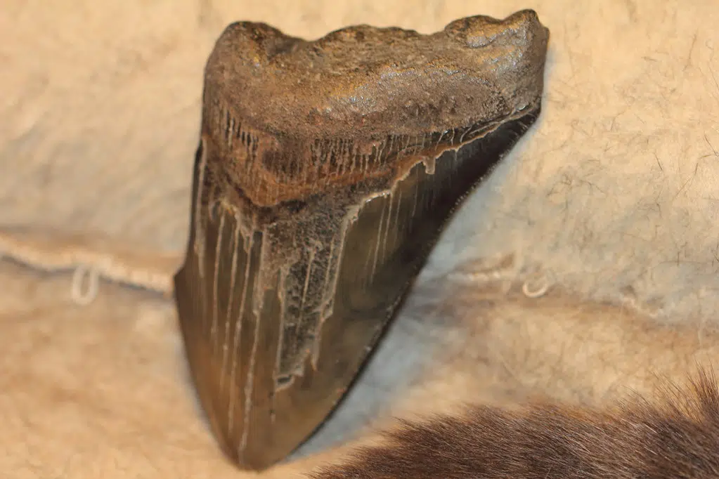 9 Year Old Girl Finds Megalodon Tooth in US Beach