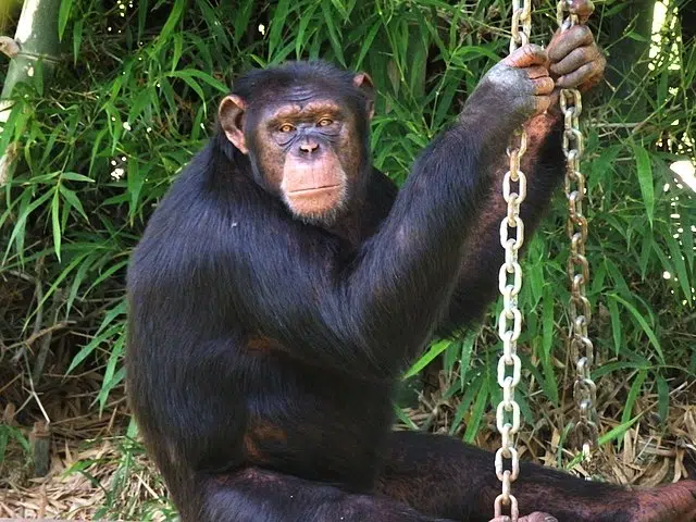 Humans and Wild Apes Share Common Sign Language
