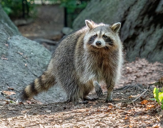 Raccoon (Procyon lotor) in the Central Park Ramble