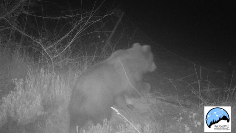 Hungry Bear Devours 40kg of Honey in Northern Greece