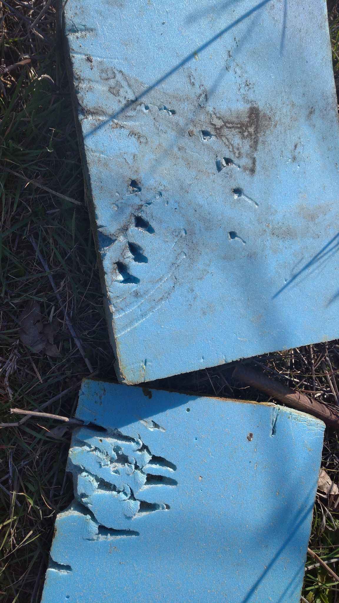 claw marks left by the bear