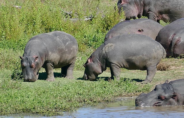 Colombia decides to relocate Pablo Escobar's hippos