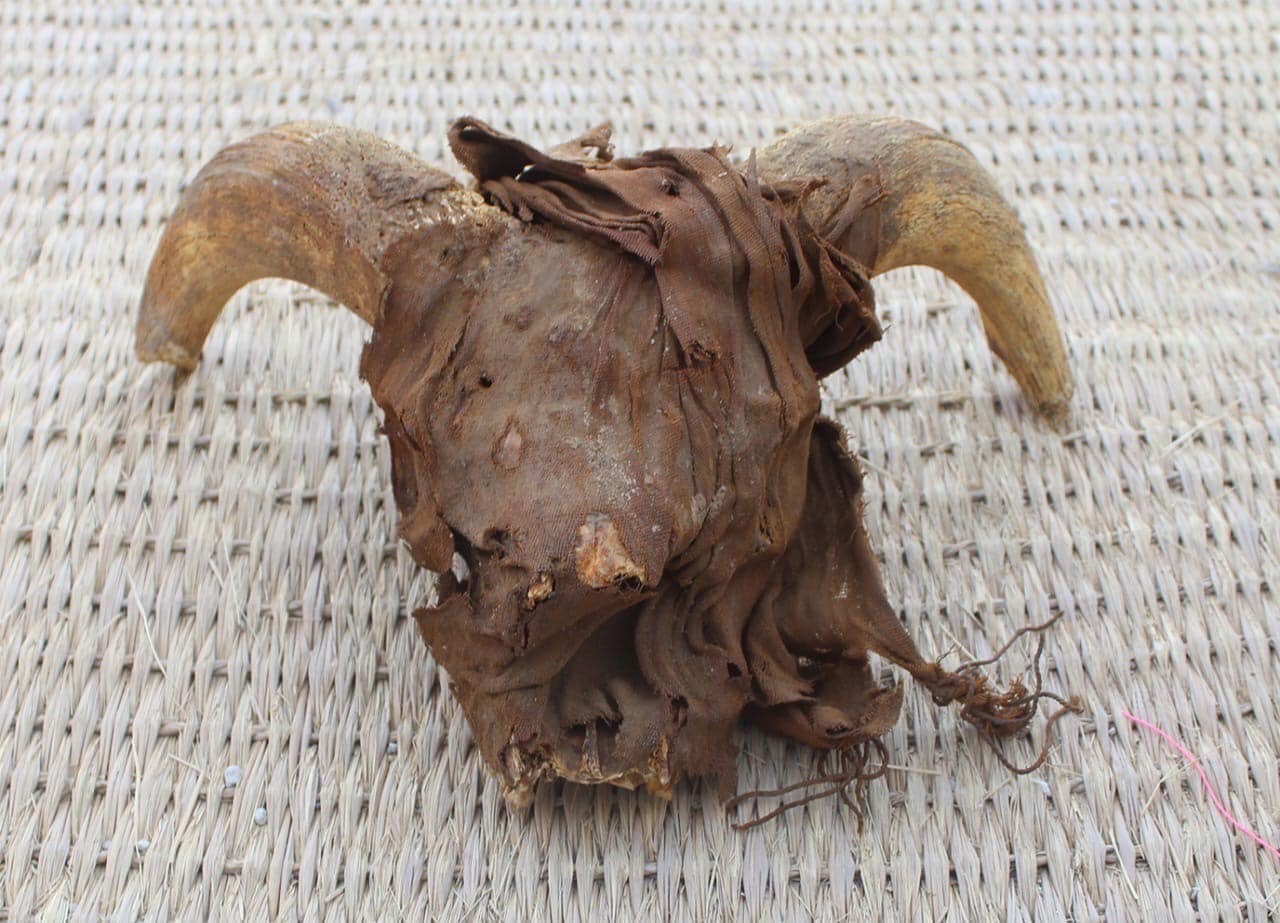 мумифицированная голова барана